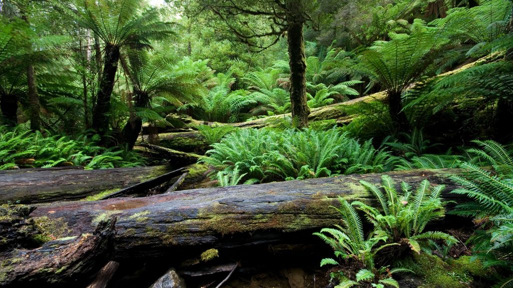 Ferns and treeferns from Mount Field National Park, giving an impression of how a Carboniferous rainforest might have looked.