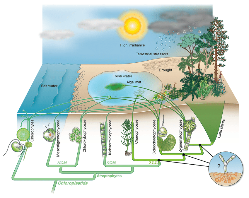 Join the webinar series on “Co-evolution of Life and the Planet”